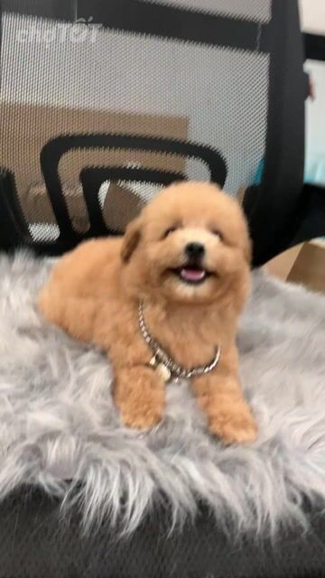 Chó Poodle Tiny Cái Vàng mơ đã tiêm. Mua bán Chó tại Quận 7 Tp Hồ Chí Minh được đăng bởi SHOP PET NẮNG BÌNH DƯƠNG  hình 1