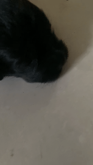 Chó Poodle Đen 2 tháng đã tiêm phòng. Mua bán Chó tại Huyện Sóc Sơn Hà Nội được đăng bởi Đỗ Hải Anh hình 1