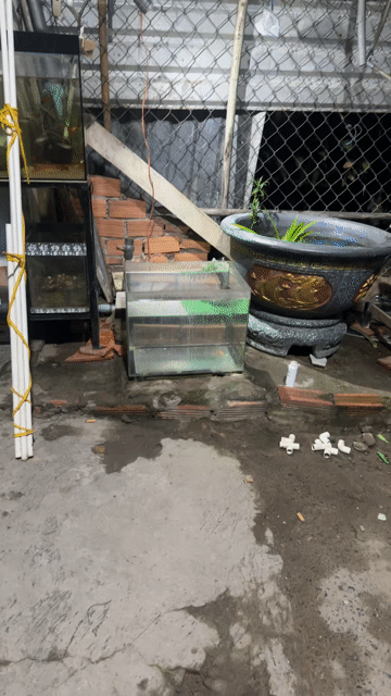 Bể cá Kính trong suốt. Mua bán Phụ kiện, Thức ăn, Dịch vụ tại Huyện Củ Chi Tp Hồ Chí Minh được đăng bởi Ngọc Hà hình 1