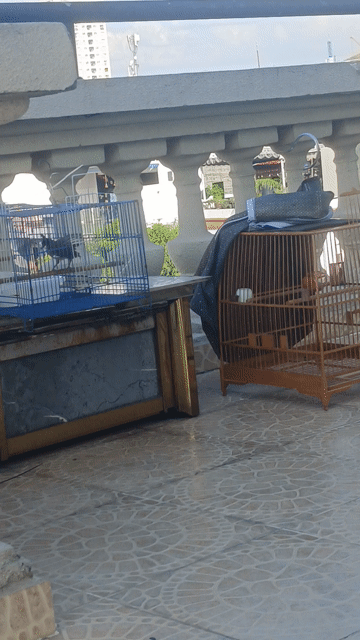Lồng chim Gỗ Nâu. Mua bán Phụ kiện, Thức ăn, Dịch vụ tại Quận 7 Tp Hồ Chí Minh được đăng bởi Truyền  hình 1