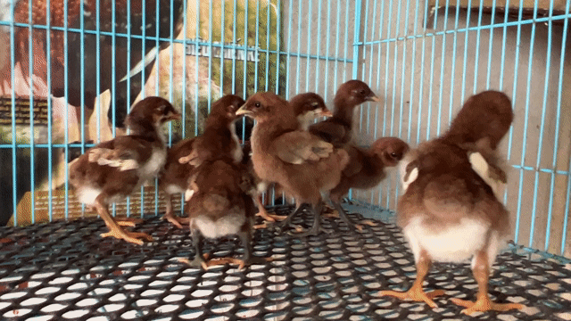 Gà con Peru khét Vàng. Mua bán Gà tại Huyện Bình Chánh Tp Hồ Chí Minh được đăng bởi Hào hình 1