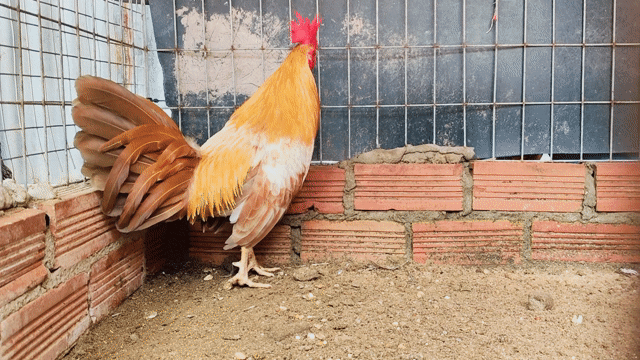 Gà chọi Simon đực 1kg180. Mua bán Gà tại Huyện Củ Chi Tp Hồ Chí Minh được đăng bởi Gà Tre Gà Nòi Gà Cảnh Củ Chi hình 1