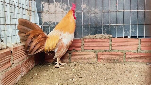 Gà chọi Simon đực 1kg180. Mua bán Gà tại Huyện Củ Chi Tp Hồ Chí Minh được đăng bởi Gà Tre Gà Nòi Gà Cảnh Củ Chi hình 1