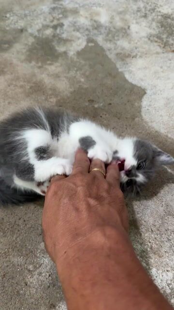 Mèo Bicolor Đực Cái. Mua bán Mèo tại Quận Thanh Khê Đà Nẵng được đăng bởi Lộc  hình 1