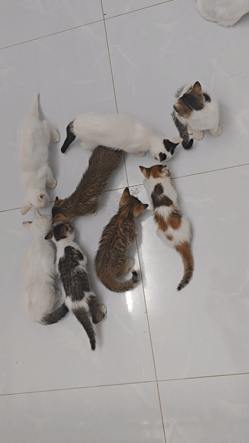 Mèo Anh lông ngắn. Mua bán Mèo tại Huyện Hóc Môn Tp Hồ Chí Minh được đăng bởi Công Hậu hình 1