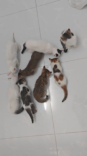 Mèo Anh lông ngắn. Mua bán Mèo tại Huyện Hóc Môn Tp Hồ Chí Minh được đăng bởi Công Hậu hình 1