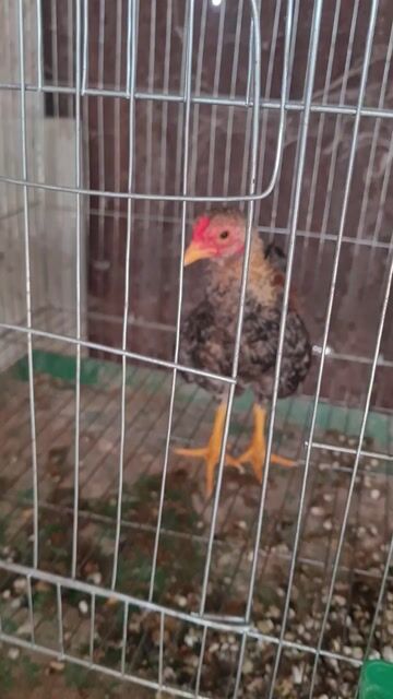 Gà tre Bắc Gà con. Mua bán Gà tại Thị xã Tân Uyên Bình Dương được đăng bởi Cuong Hoang Cao hình 1