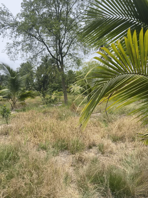 Mua bán Đất Thành phố Bến Tre Bến Tre diện tích 4100 m² giá 2,7 tỷ