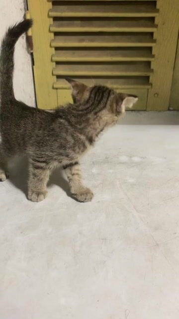 Mèo lai Anh lông ngắn vằn 2 tháng. Mua bán Mèo tại Quận Hoàng Mai Hà Nội được đăng bởi HÀ UYỂN NHI  hình 1