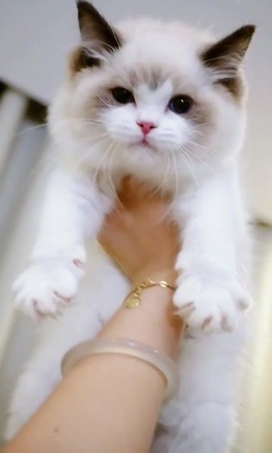 Mèo Ragdoll đực Trung Quốc 3.5 tháng Lông mềm. Mua bán Mèo tại Quận Nam Từ Liêm Hà Nội được đăng bởi Đại Ngọc ChamMiloHouse hình 2