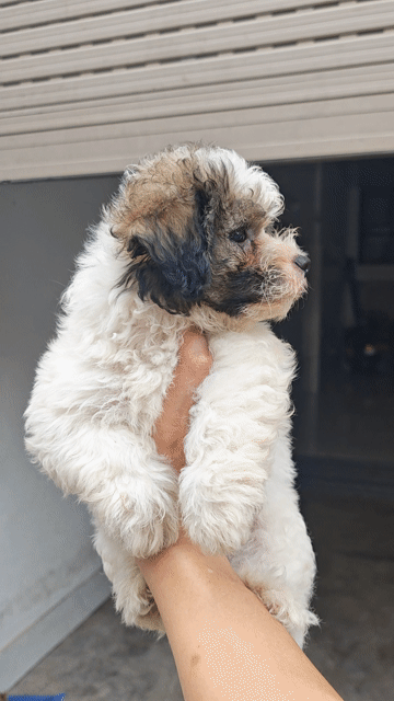 Chó Poodle đực. Mua bán Chó tại Thành phố Bắc Giang Bắc Giang được đăng bởi Tú Dương hình 1