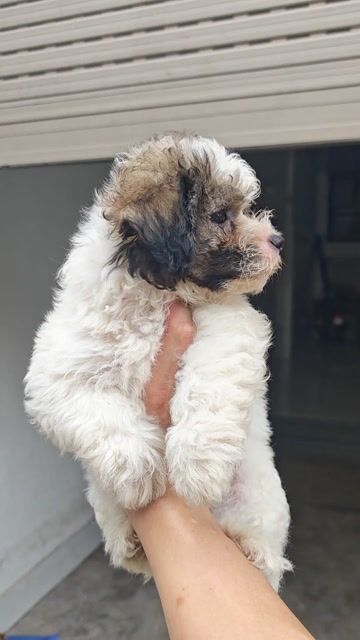 Chó Poodle đực. Mua bán Chó tại Thành phố Bắc Giang Bắc Giang được đăng bởi Tú Dương hình 1