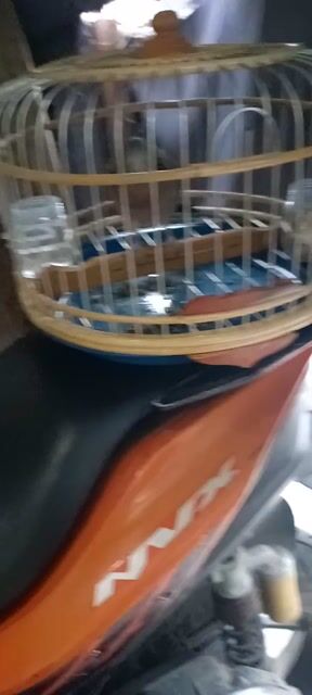 Chim Cu gáy Malaysia. Mua bán Chim tại Thành phố Dĩ An Bình Dương được đăng bởi A KIM hình 1