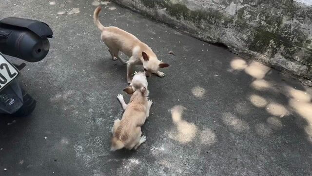Chó Chihuahua Cái-Đực hơn 5 tháng. Mua bán Chó tại Thành phố Nha Trang Khánh Hòa được đăng bởi Nguyễn Hưng hình 1