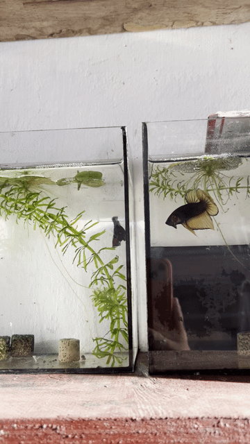 Cá Betta Thái Lan Size sinh sản. Mua bán Thú cưng khác tại Quận Bình Tân Tp Hồ Chí Minh được đăng bởi Quỳnh Nhi Trần hình 1