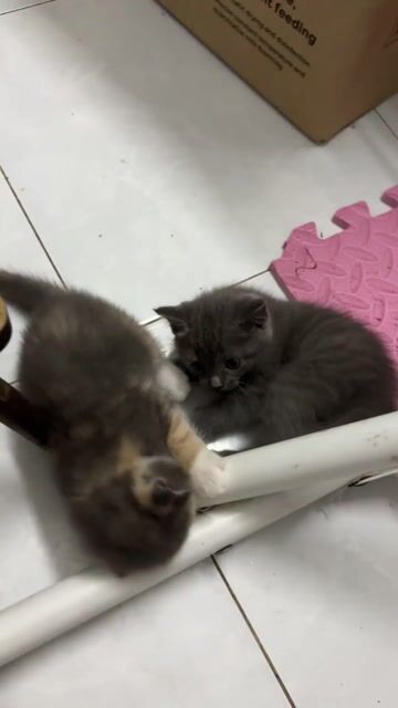 Mèo Anh lông ngắn nhiều màu 40 ngày. Mua bán Mèo tại Thành phố Thủ Đức Tp Hồ Chí Minh được đăng bởi Duy Lê hình 1