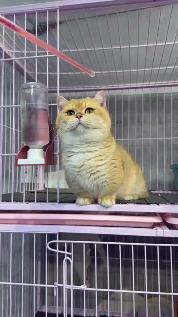 Mèo Nhập chân ngắn munchkin golden nhập trung. Mua bán Mèo tại Quận Bình Thạnh Tp Hồ Chí Minh được đăng bởi Như Ý hình 1