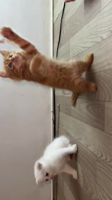 Mèo ald chỉ 1tr5 fix nhanh cho sen yêu thương