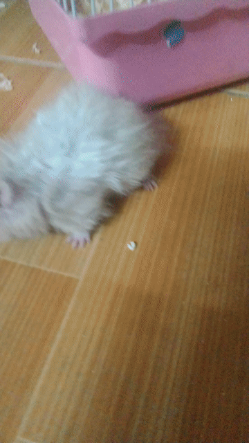 Chuột Hamster syrian tạng to Trắng. Mua bán Thú cưng khác tại Quận Tân Phú Tp Hồ Chí Minh được đăng bởi Hoàng Gia Ly hình 1