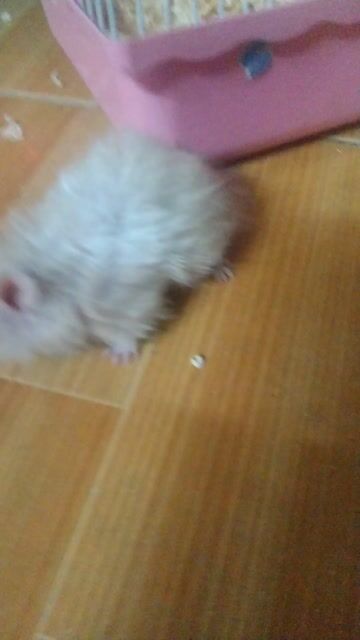 Chuột Hamster syrian tạng to Trắng. Mua bán Thú cưng khác tại Quận Tân Phú Tp Hồ Chí Minh được đăng bởi Hoàng Gia Ly hình 1