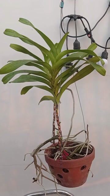 Lan quế 2 thân già 4 mầm. Mua bán Cây cảnh, đồ trang trí tại Quận Phú Nhuận Tp Hồ Chí Minh được đăng bởi Tony Phat hình 1