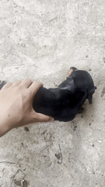 Chó Lạp Xưởng cái 2 tháng. Mua bán Chó tại Thành phố Thủ Đức Tp Hồ Chí Minh được đăng bởi NĐ nguyễn hình 1