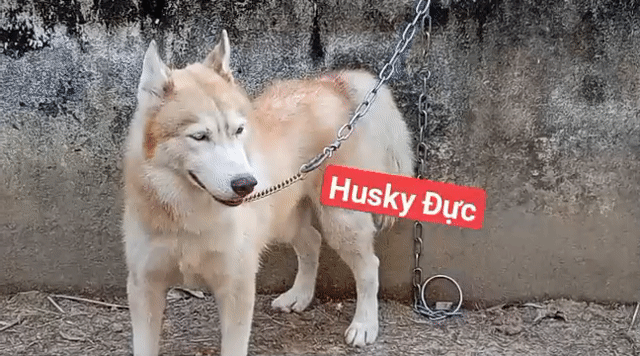 Chó Husky đực Nâu trắng 2 màu mắt. Mua bán Chó tại Thành phố Vũng Tàu Bà Rịa - Vũng Tàu được đăng bởi Nhân Rottweiler  hình 1