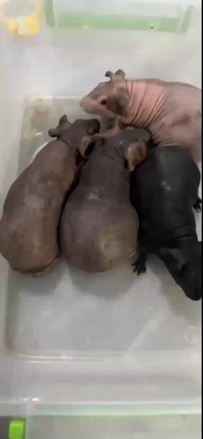 Bọ không lông đực 4 bé. Mua bán Thú cưng khác tại Huyện Củ Chi Tp Hồ Chí Minh được đăng bởi Nguyễn Ngọc Thạch hình 1