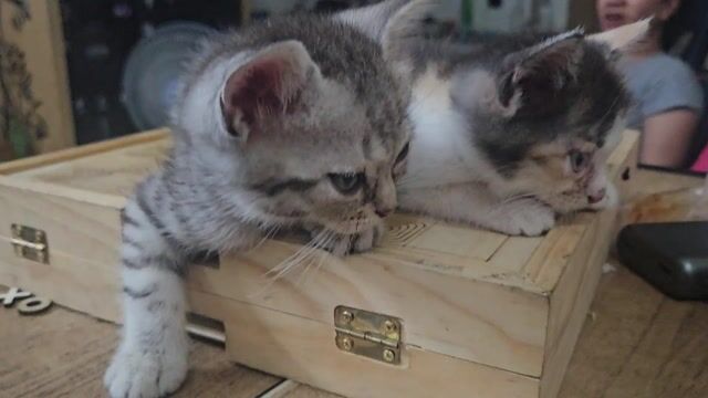 Mèo Anh lông dài lai rất ngoan và quấn người . Mua bán Mèo tại Quận 12 Tp Hồ Chí Minh được đăng bởi Nguyễn Duy hình 1