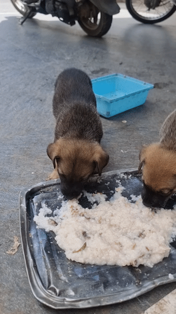 Chó ta con đen xám cả hai. Mua bán Chó tại Huyện Hoài Đức Hà Nội được đăng bởi Lân Tvk hình 1