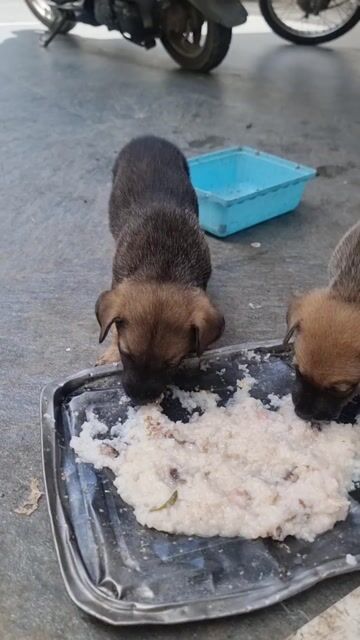 Chó ta con đen xám cả hai. Mua bán Chó tại Huyện Hoài Đức Hà Nội được đăng bởi Lân Tvk hình 1