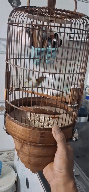 khuyên 3 mùa thuần. Mua bán Chim tại Quận Tân Phú Tp Hồ Chí Minh được đăng bởi Nghiện chè xảo hình 1