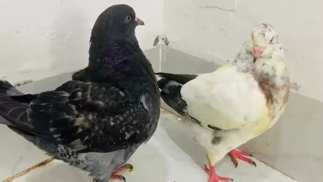 cặp bồ câu kinh hà lan sinh sản. Mua bán Chim tại Quận Ninh Kiều Cần Thơ được đăng bởi huỳnh  hình 1
