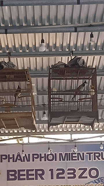 Chim Chào Mào chơi cà phê nhạy ché.cầu cánh mỏ đều. Mua bán Chim tại Huyện Hòa Vang Đà Nẵng được đăng bởi kun hình 1