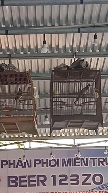 Chim Chào Mào chơi cà phê nhạy ché.cầu cánh mỏ đều. Mua bán Chim tại Huyện Hòa Vang Đà Nẵng được đăng bởi kun hình 1