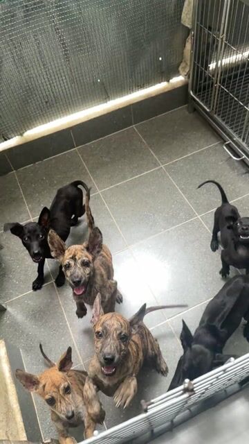 Chó phú quốc đen & vện thuần chủng. Mua bán Chó tại Quận 12 Tp Hồ Chí Minh được đăng bởi QB SHOP PETS hình 1