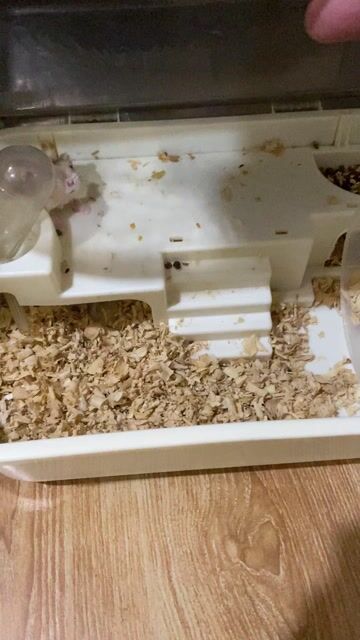 Chuột Hamster Trắng 2 bé. Mua bán Thú cưng khác tại Huyện Hóc Môn Tp Hồ Chí Minh được đăng bởi thanh long hình 1