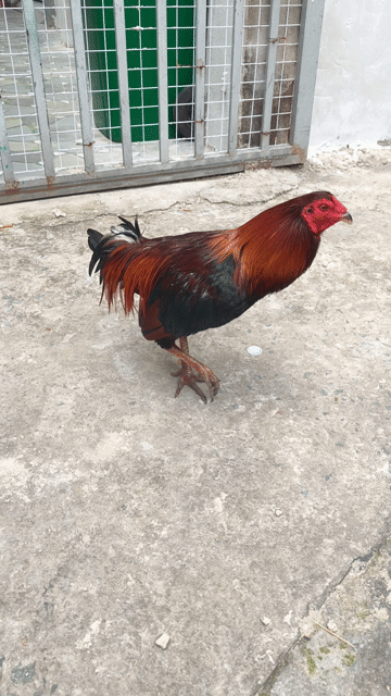 gà điều nho dui trang 1k7 zê chơi liên đc . Mua bán Gà tại Thành phố Thủ Dầu Một Bình Dương được đăng bởi Thanh Tiền hình 1