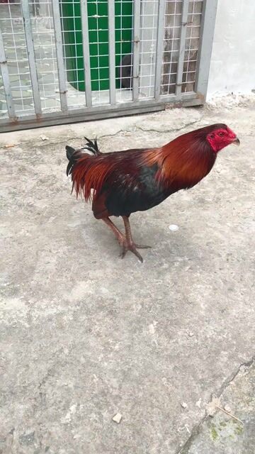gà điều nho dui trang 1k7 zê chơi liên đc . Mua bán Gà tại Thành phố Thủ Dầu Một Bình Dương được đăng bởi Thanh Tiền hình 1