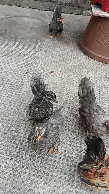 Gà Serama trống mái Đa sắc. Mua bán Gà tại Thị xã Tân Uyên Bình Dương được đăng bởi PET LOVE hình 1