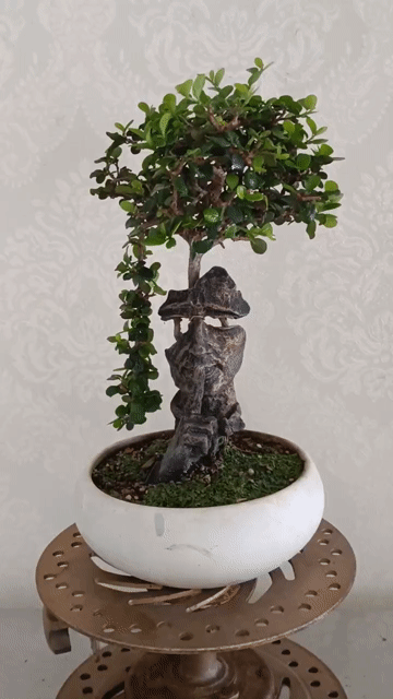 Cây cảnh Bonsai ký tượng. Mua bán Cây cảnh, đồ trang trí tại Huyện Củ Chi Tp Hồ Chí Minh được đăng bởi Bonsai Ký Tượng hình 1