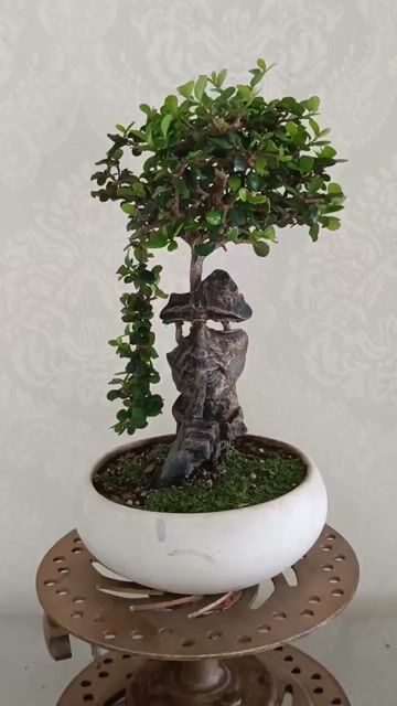 Cây cảnh Bonsai ký tượng. Mua bán Cây cảnh, đồ trang trí tại Huyện Củ Chi Tp Hồ Chí Minh được đăng bởi Bonsai Ký Tượng hình 1
