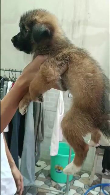 Chó Becgie lai cái 2 tháng tuổi. Mua bán Chó tại Quận 12 Tp Hồ Chí Minh được đăng bởi Tâm hình 1