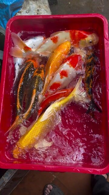 Cá Koi con 5 lạng đến 1kg thả tết ạ. Mua bán Thú cưng khác tại Quận Liên Chiểu Đà Nẵng được đăng bởi Trại cá KOI Hoàng Văn Thái hình 1