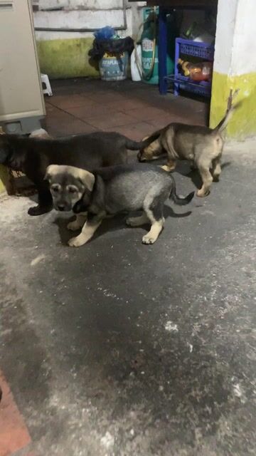 CHÓ BẢN MÔNG 3 THÁNG. Mua bán Chó tại Quận Hoàng Mai Hà Nội được đăng bởi HÀ UYỂN NHI  hình 1