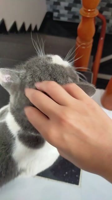 Mèo Anh lông ngắn Xám trắng. Mua bán Mèo tại Huyện Hóc Môn Tp Hồ Chí Minh được đăng bởi Thao Nhi hình 1