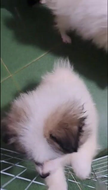 Chó con Trắng, nâu, đen. Mua bán Chó tại Huyện Mê Linh Hà Nội được đăng bởi Mãi Ko Lớn hình 1