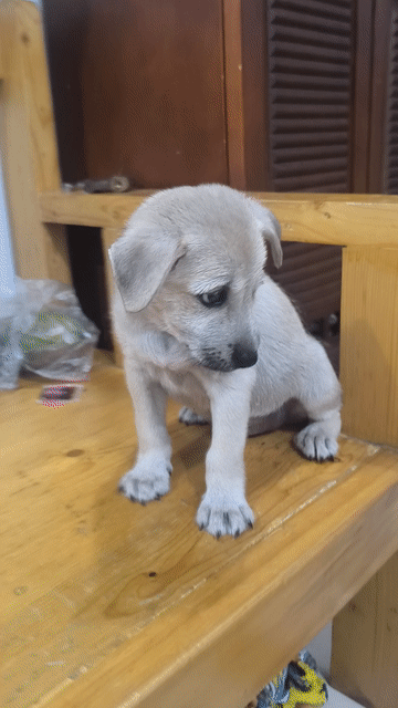 Cún Cỏ Be nhạt 2 tháng tuổi. Mua bán Chó tại Quận 12 Tp Hồ Chí Minh được đăng bởi Mai Sương hình 1