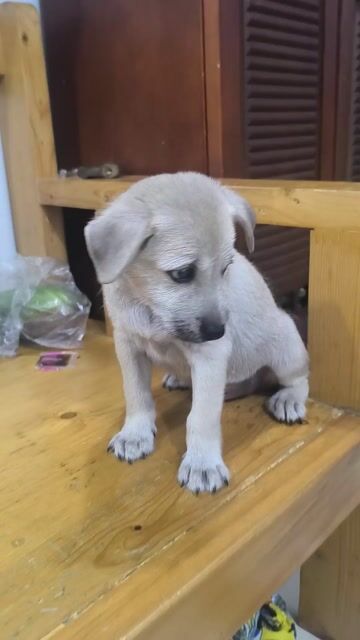 Cún Cỏ Be nhạt 2 tháng tuổi. Mua bán Chó tại Quận 12 Tp Hồ Chí Minh được đăng bởi Mai Sương hình 1