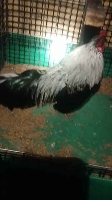 Gà cảnh Đen trắng Khỏe mạnh. Mua bán Gà tại Huyện Thới Lai Cần Thơ được đăng bởi Cáo hình 1